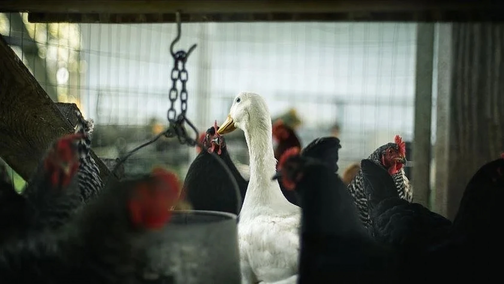 Brezilya'da kuş gribi alarmı