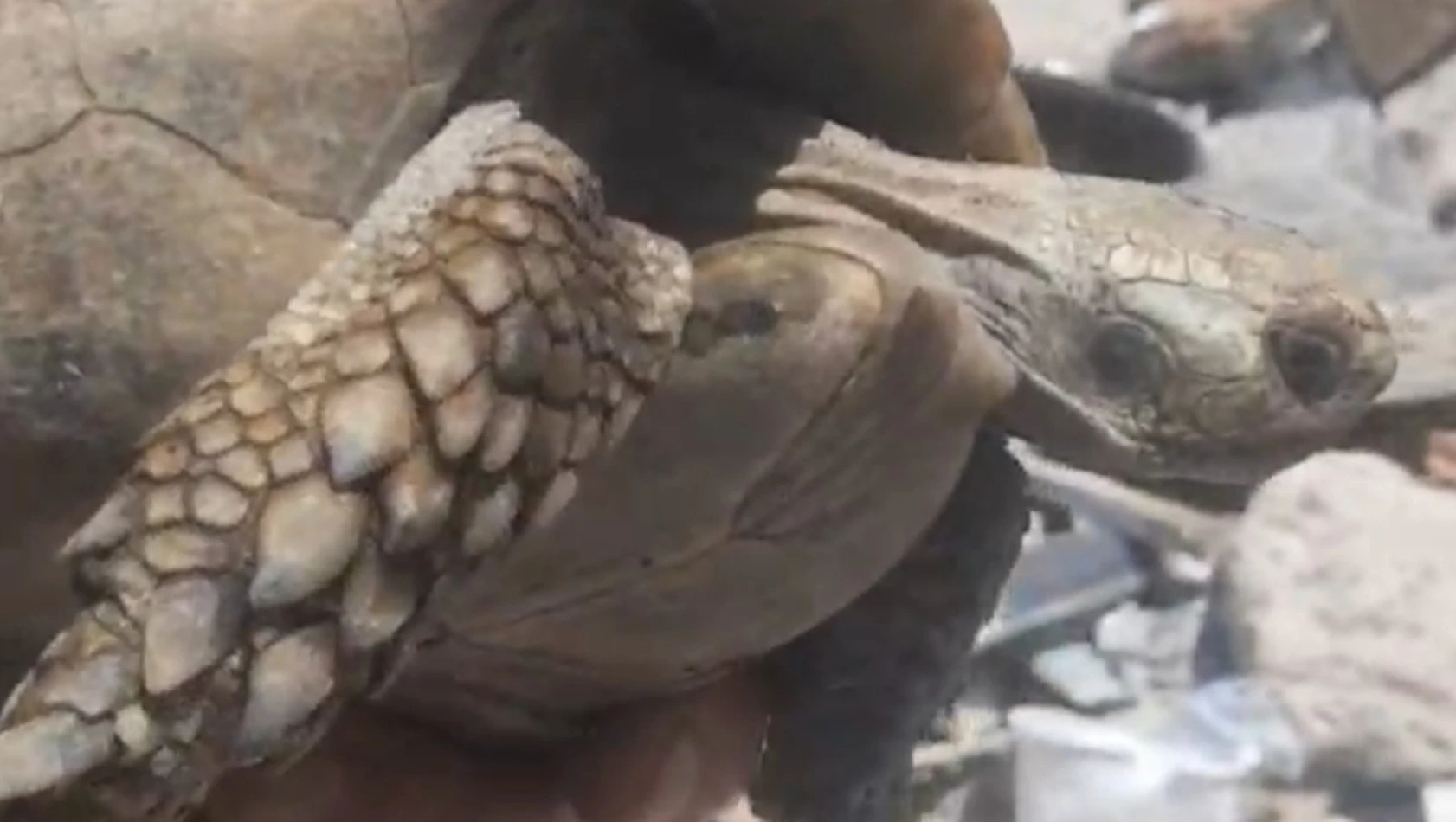 Hatay enkazından kaplumbağa kurtarıldı
