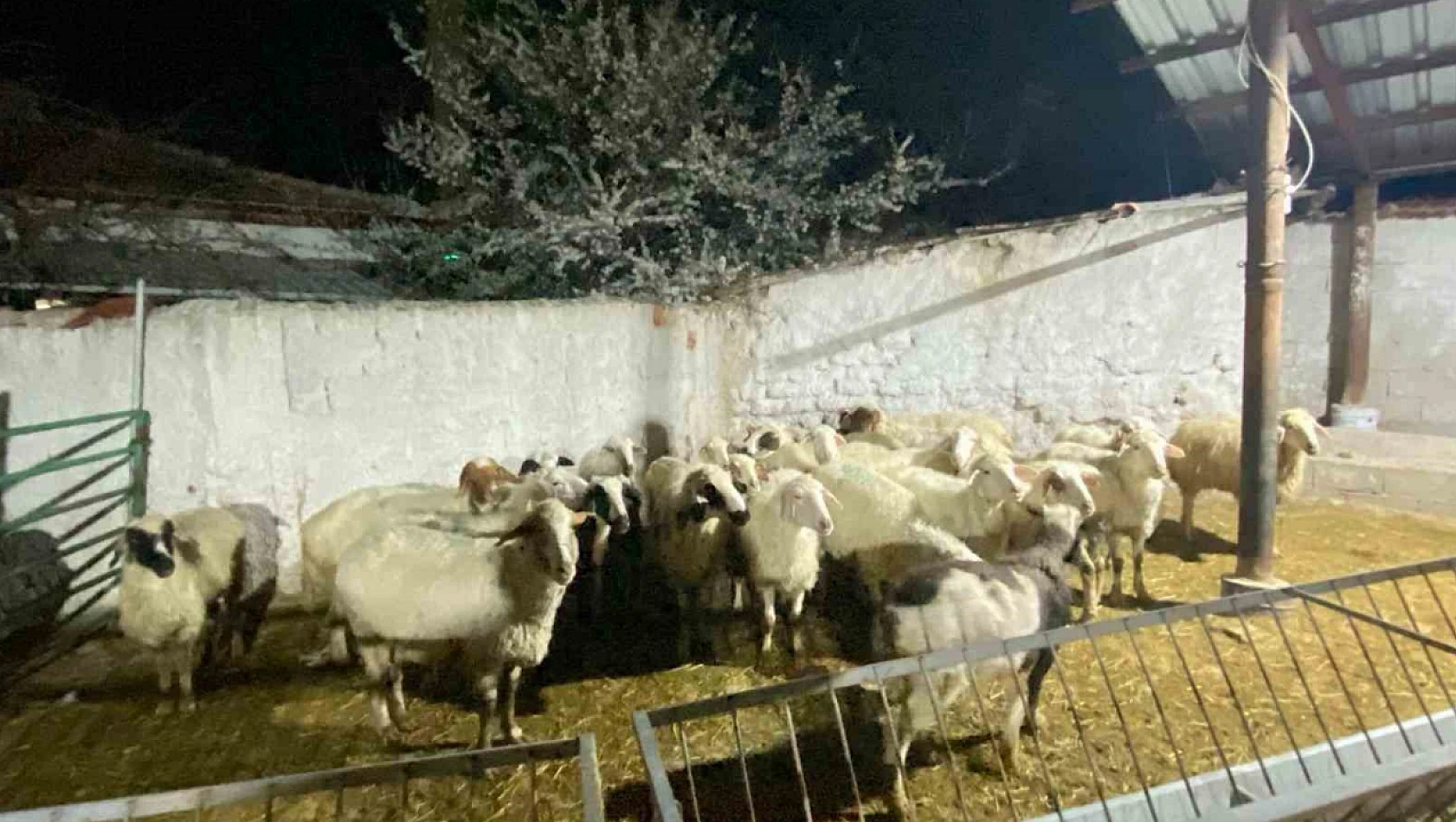Konya'da 30 koyun hırsızı şüpelisi göz altına alındı