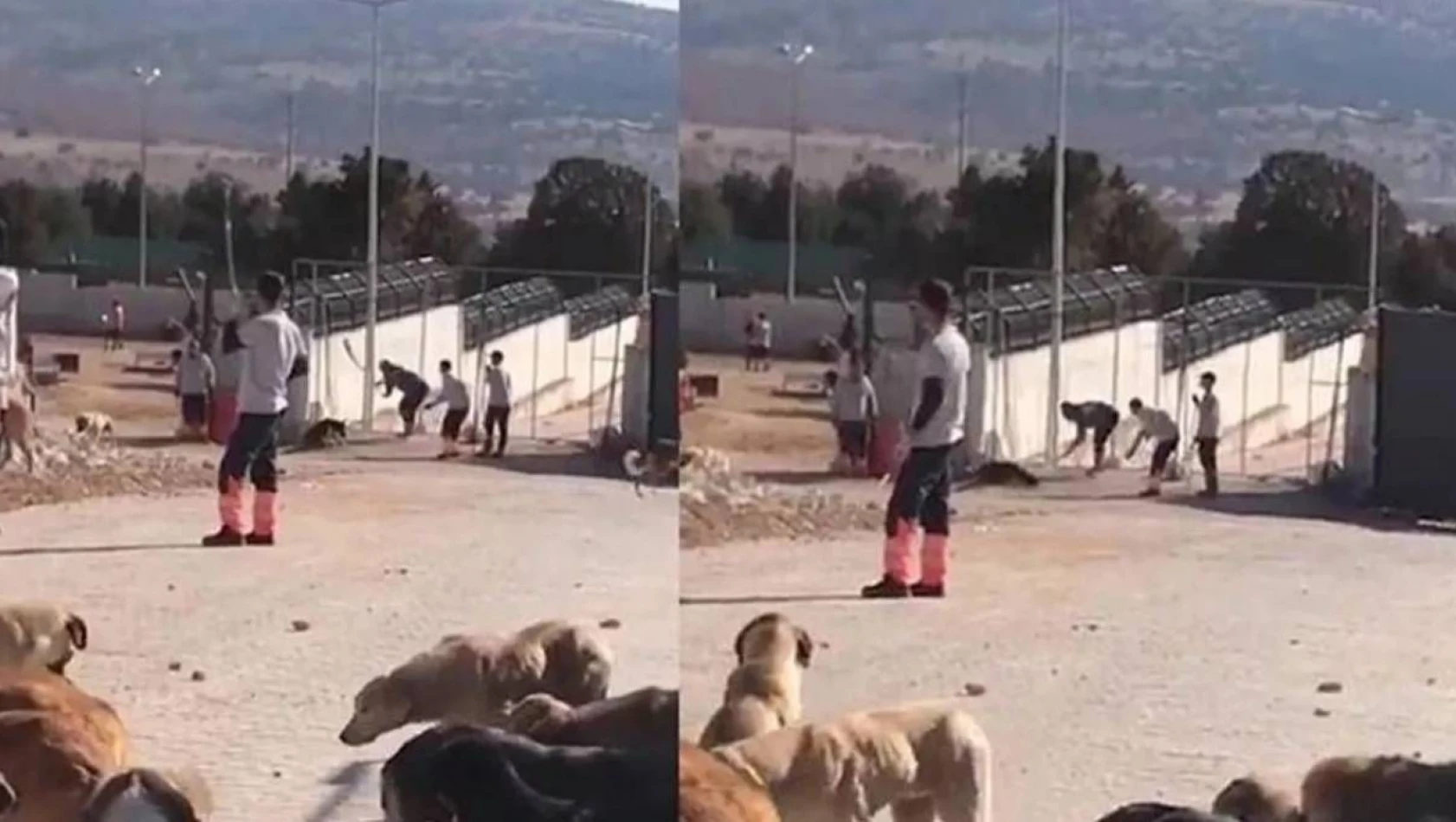 Konya'da barınakta köpeğe eziyet ederek öldüren sanıkların cezası belli oldu