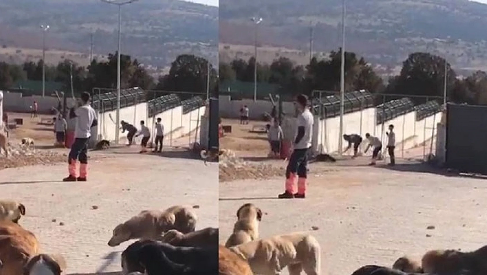 Konya'da barınakta köpeğe eziyet ederek öldüren 2 sanık hakkındaki cezaya itiraz edildi