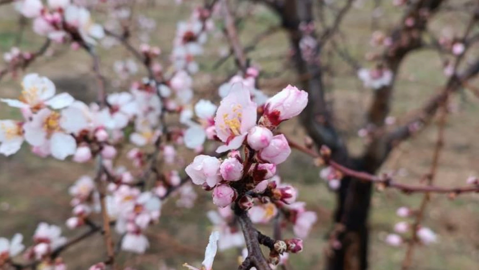 Konya'da şaşırtan olay:Şubatta bu ağaçlar erken çiçek açtı!