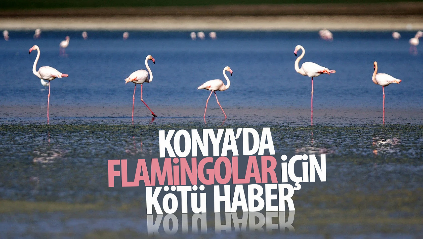 Konya'dan kötü haber geldi! Flamingoların hayatı tehlikede! O gölde su çekildi!