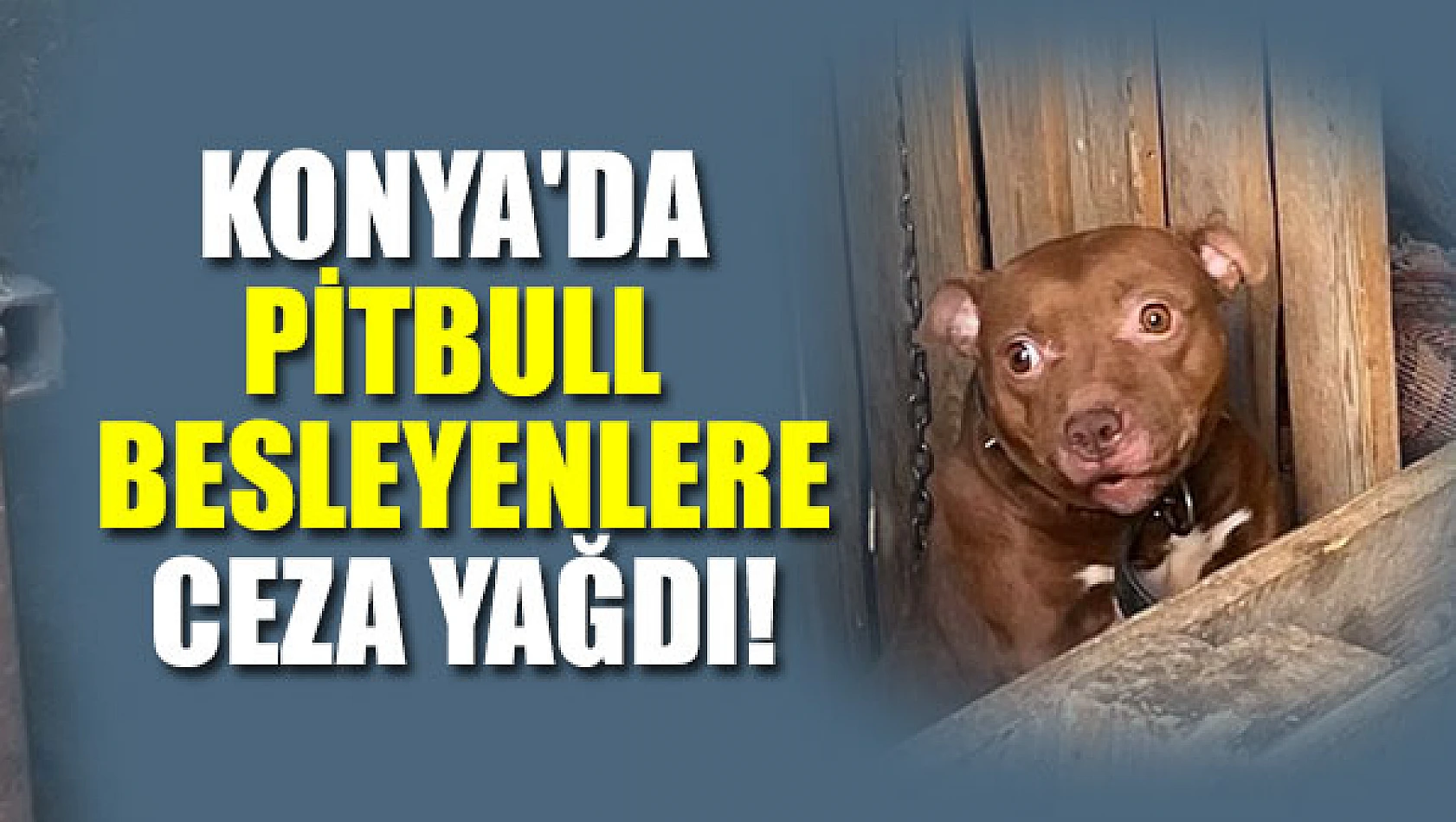 Konya'da pitbull besleyenlere ceza yağdı!