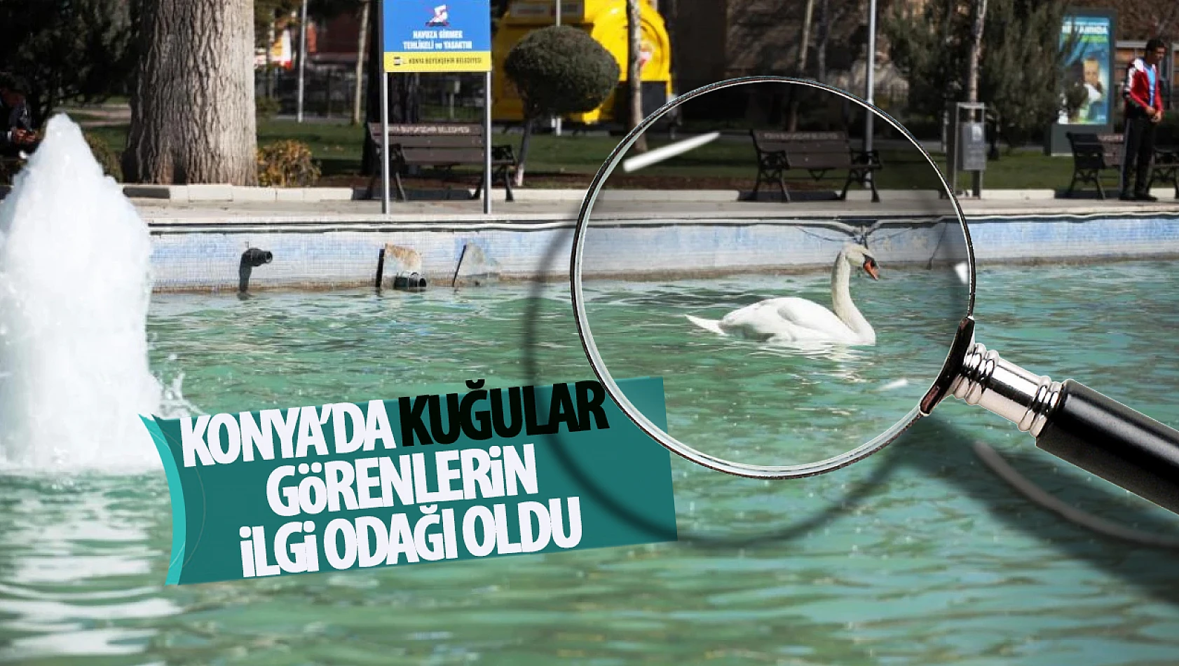 Kuğular Konya'da vatandaşların ilgi odağı oldu!