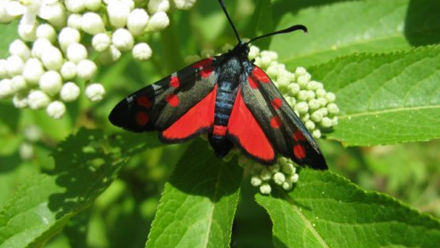 Renklerin zarafeti: Kan kelebeği doğanın ihtişamını gözler önüne seriyor