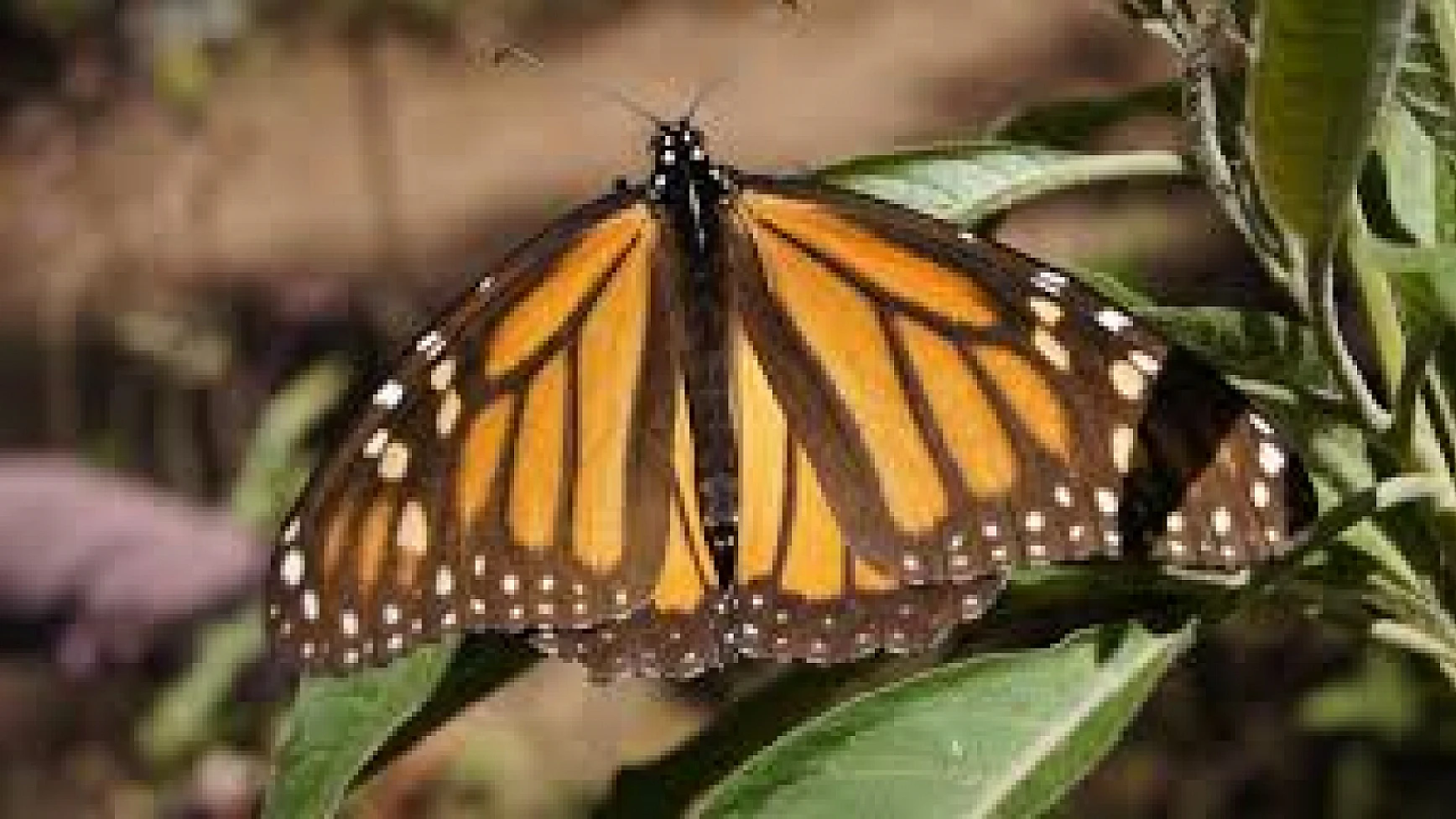 Dünya mirası Monarş Kelebekleri: Göç esnasında yeniden keşfedildi