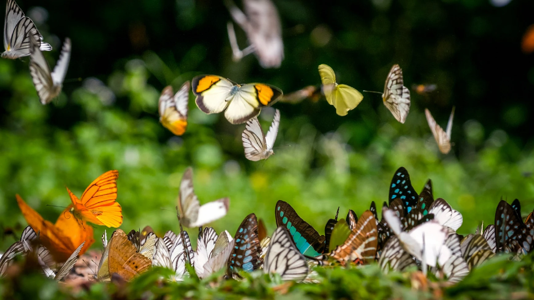 Dünyanın en renkli canlıları: Kelebeklerin gizemli dünyası