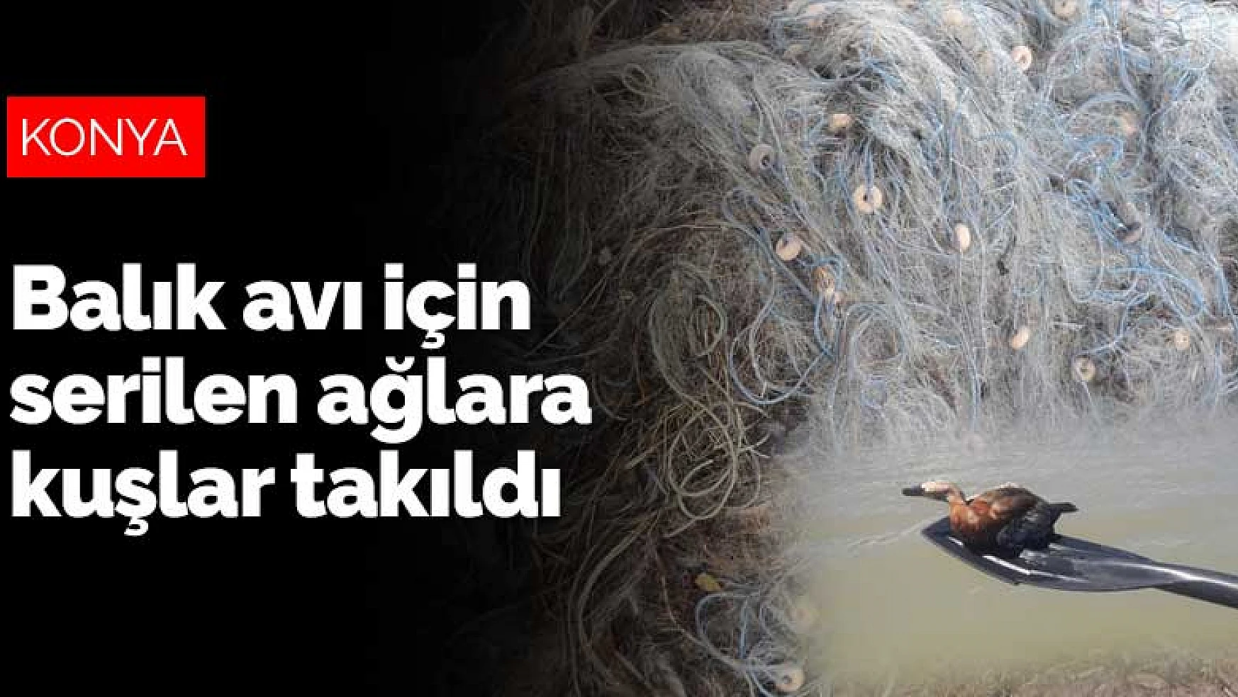 Konya'da balık avı için serilen ağlara kuşlar takıldı