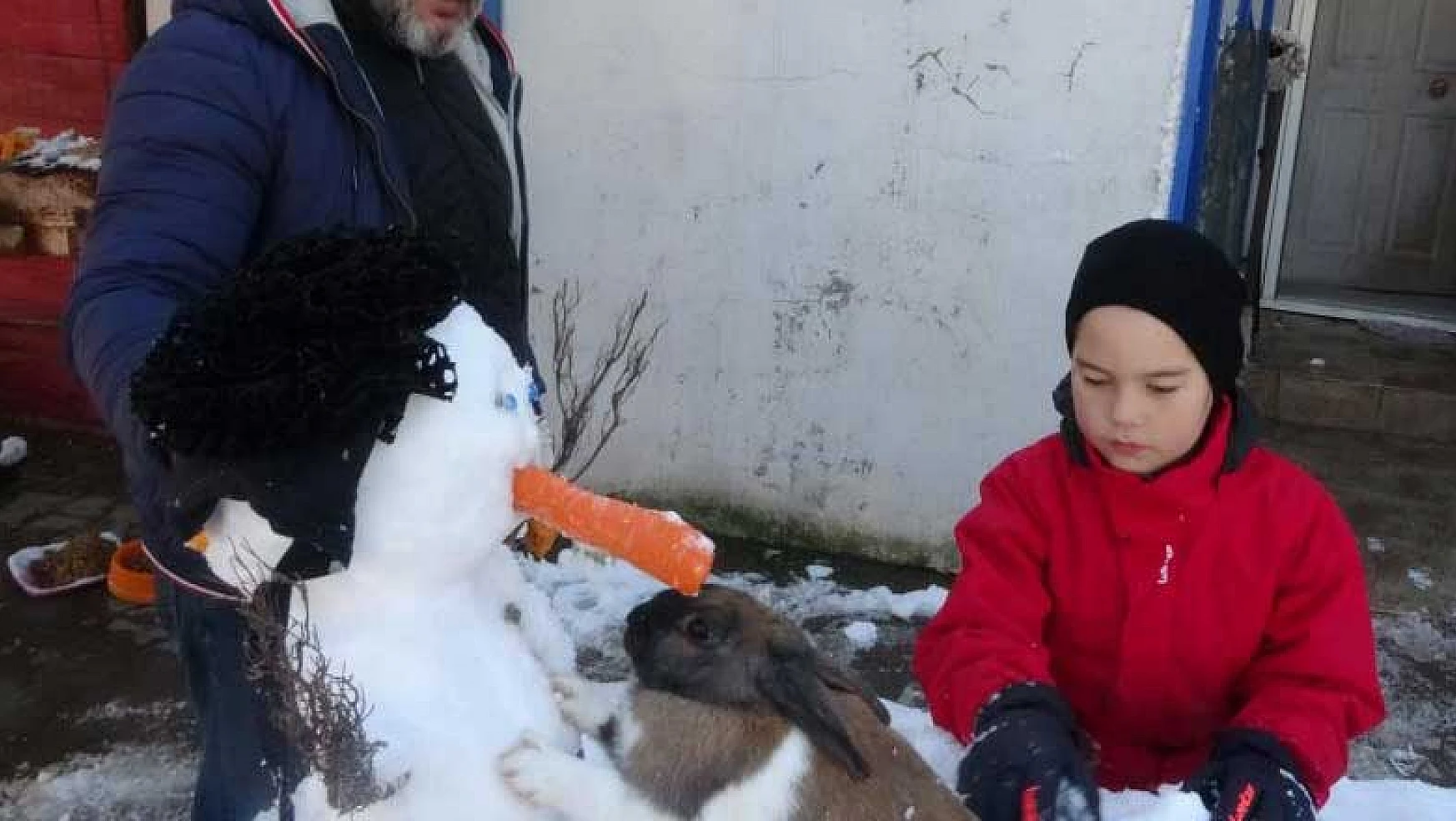 Havucu görünce dayanamayan tavşan kardan adamın burnunu yedi