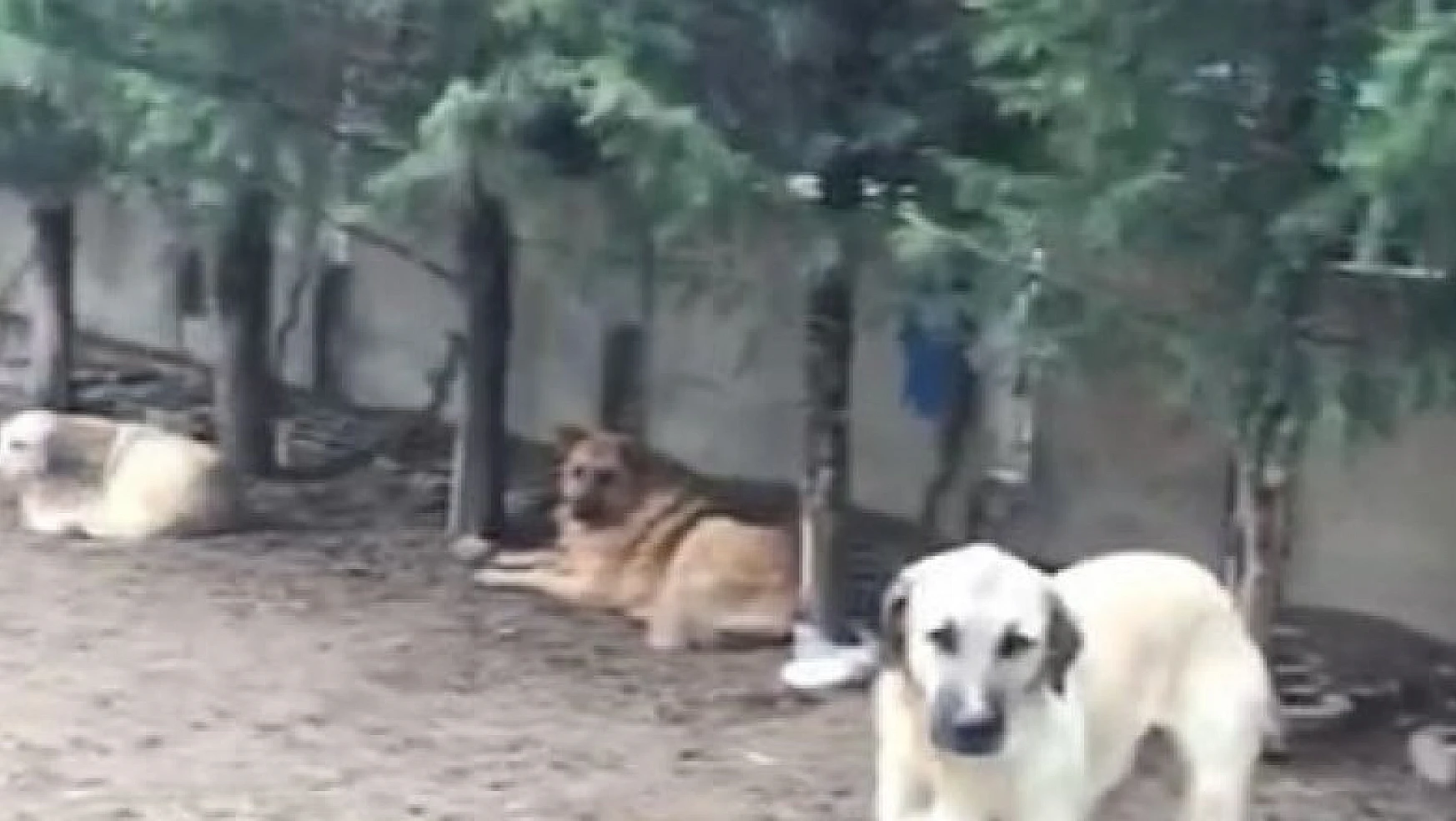 Konya'da villada uygunsuz koşullarda tutulan 16 köpek korumaya alındı