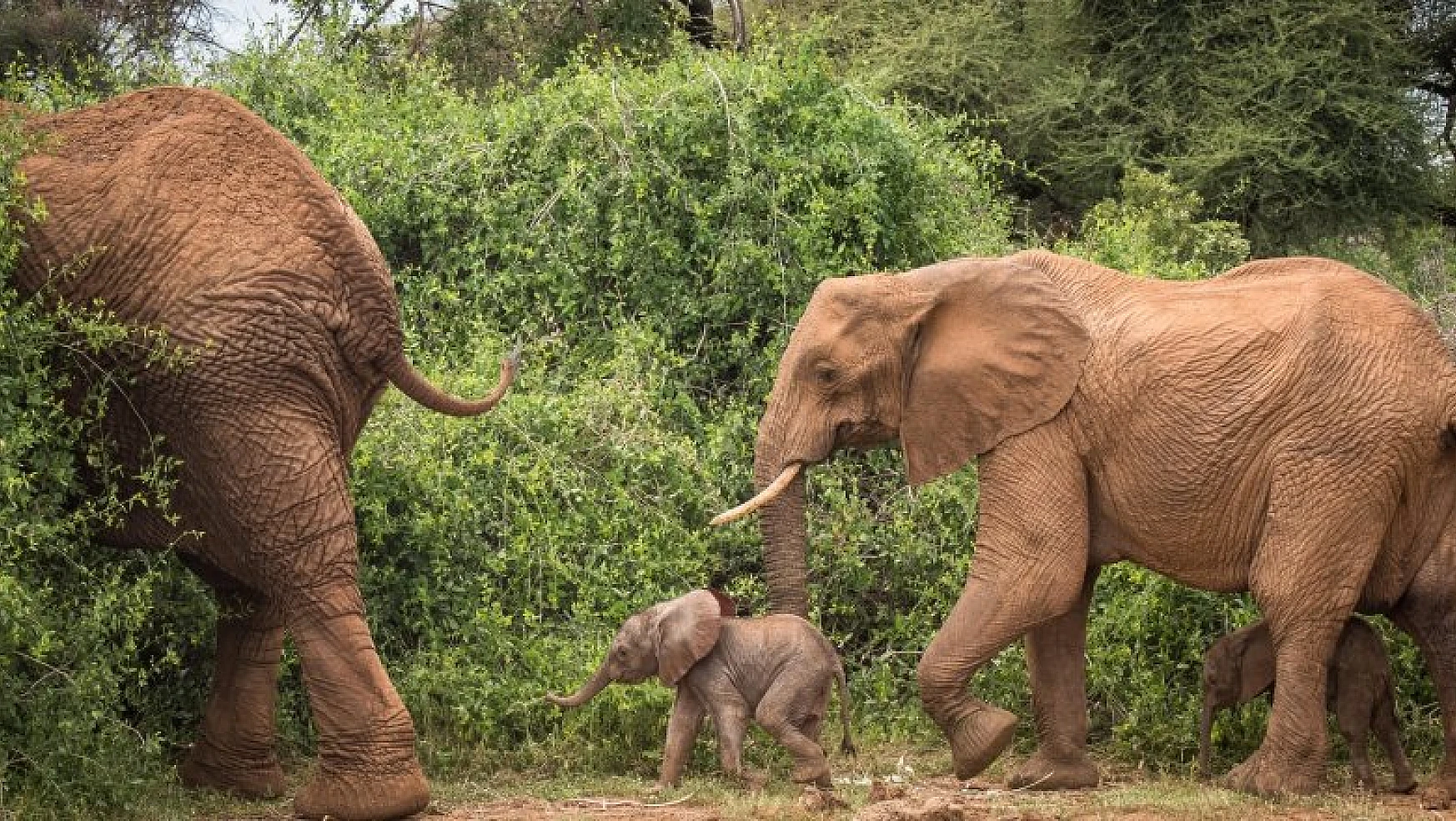 Kenya'da nadir olay: Fil ikiz doğurdu
