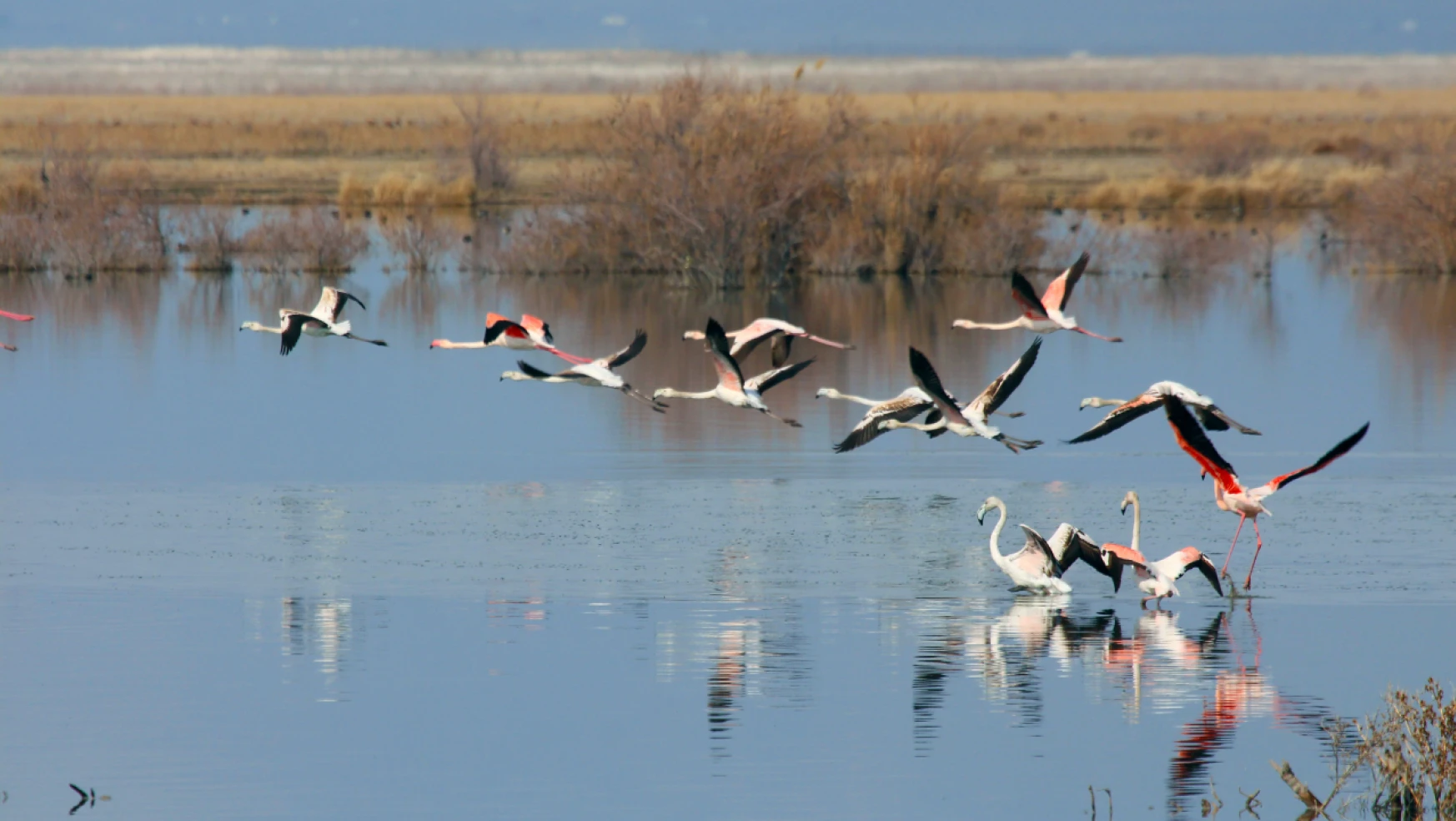 Akgöl sazlıkları flamingolar ve farklı kuş türlerine ev sahipliği yapıyor