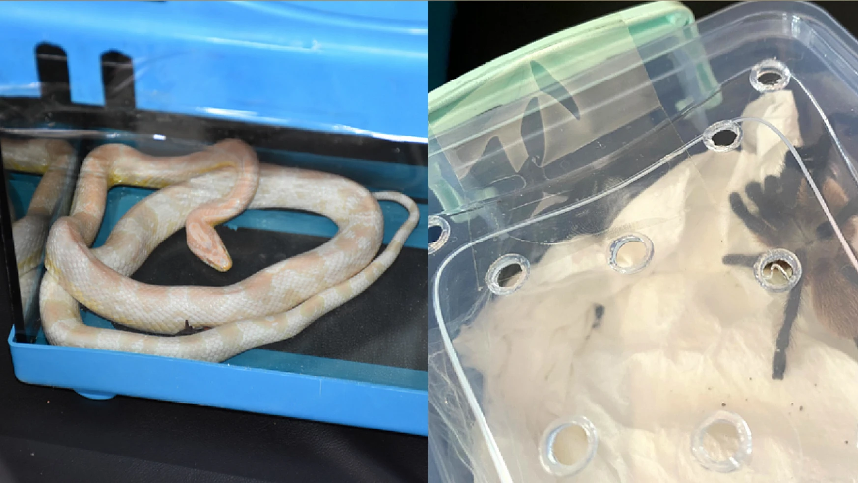 Aksaray'da Mısır yılanı ve tarantula ele geçirildi! Konya Karatay Hayvanat Bahçesine gönderildi