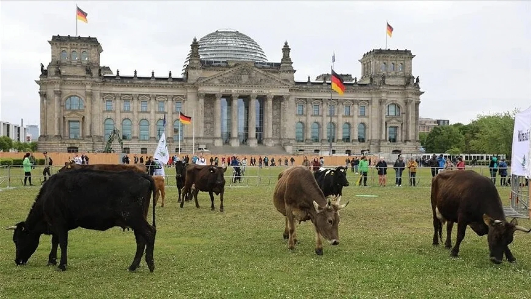 Almanya'da ilginç görüntüler. İnekler Meclis bahçesinde otluyor