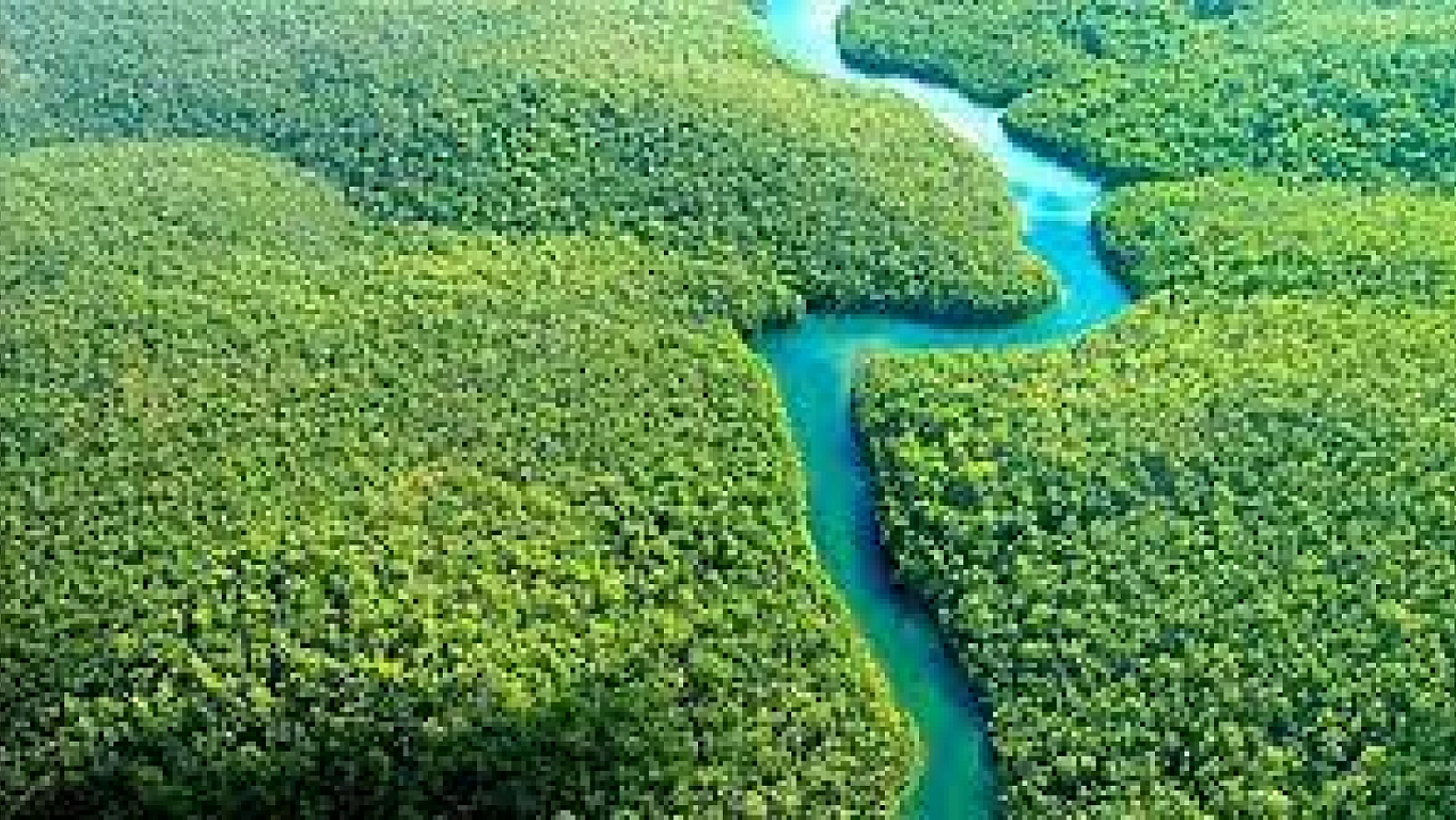 Amazon Ormanları'nın gizemleri: Dünyanın akciğeri nasıl yaşıyor?