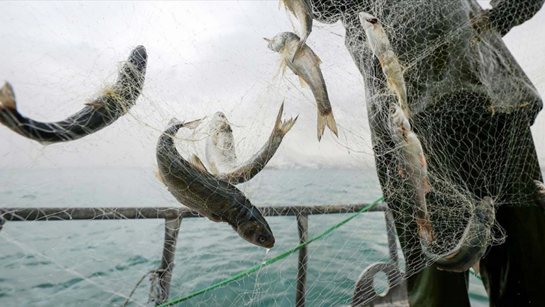 Balıkçıları sevindiren haber