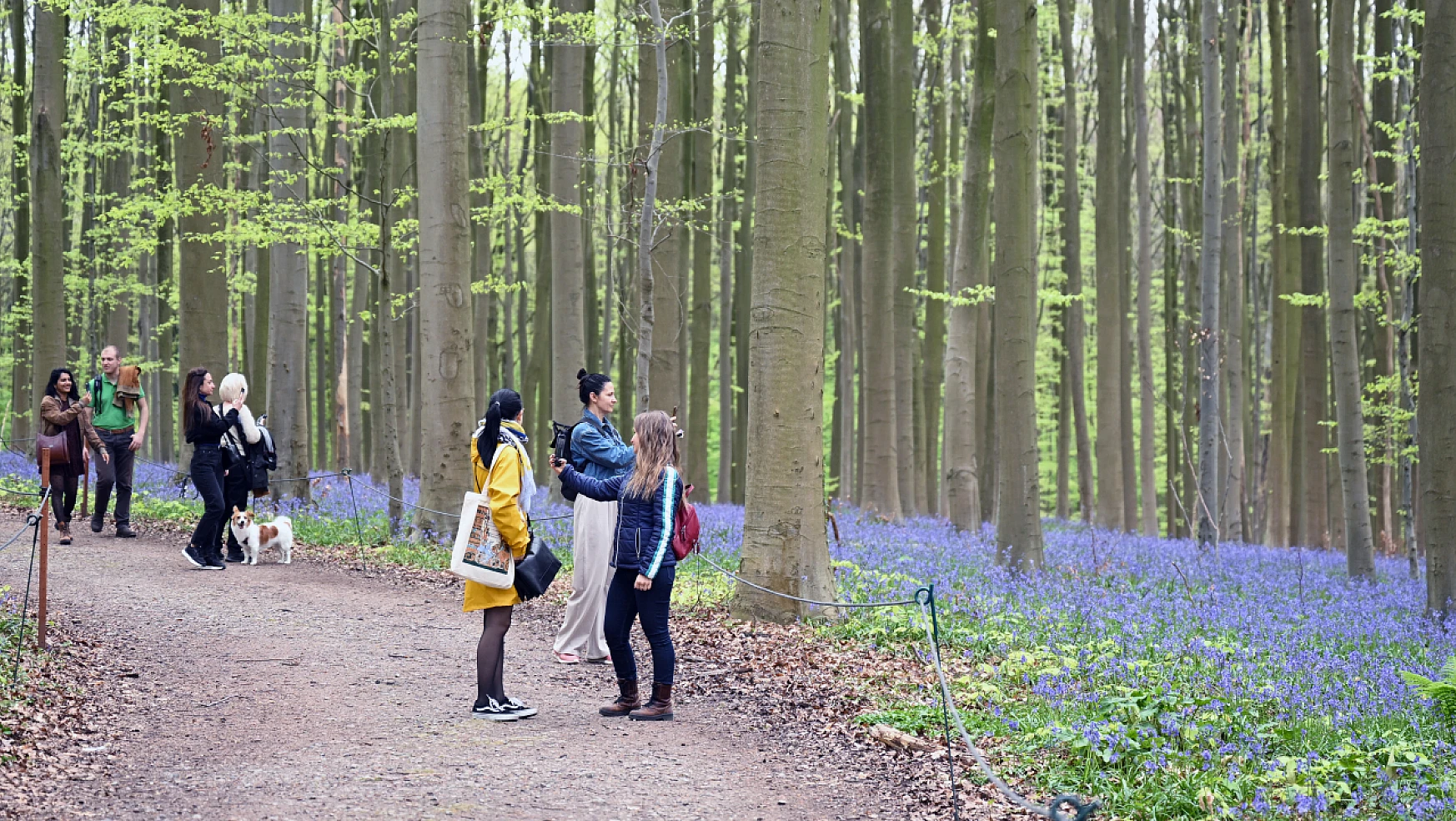 Belçika'nın Hallerbos Ormanı'nda çan çiçekleri baharı karşılıyor