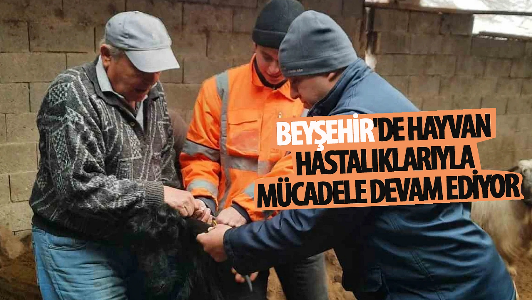 Beyşehir'de hayvan hastalıklarıyla mücadele devam ediyor