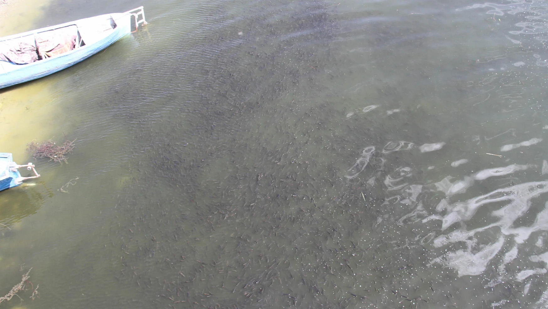 Beyşehir Gölü kıyısında su yüzeyine çıkan yavru balıklar görenlerin ilgisini çekiyor
