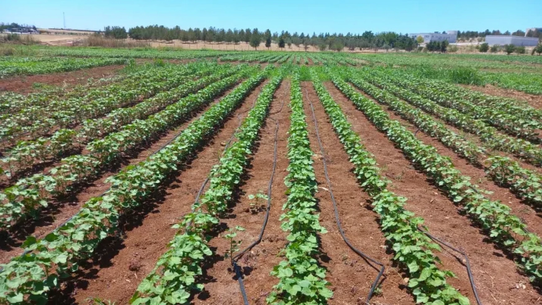Bitki rotasyonunun tarımsal verimlilik üzerindeki etkisi: Sürdürülebilir tarımın anahtarı