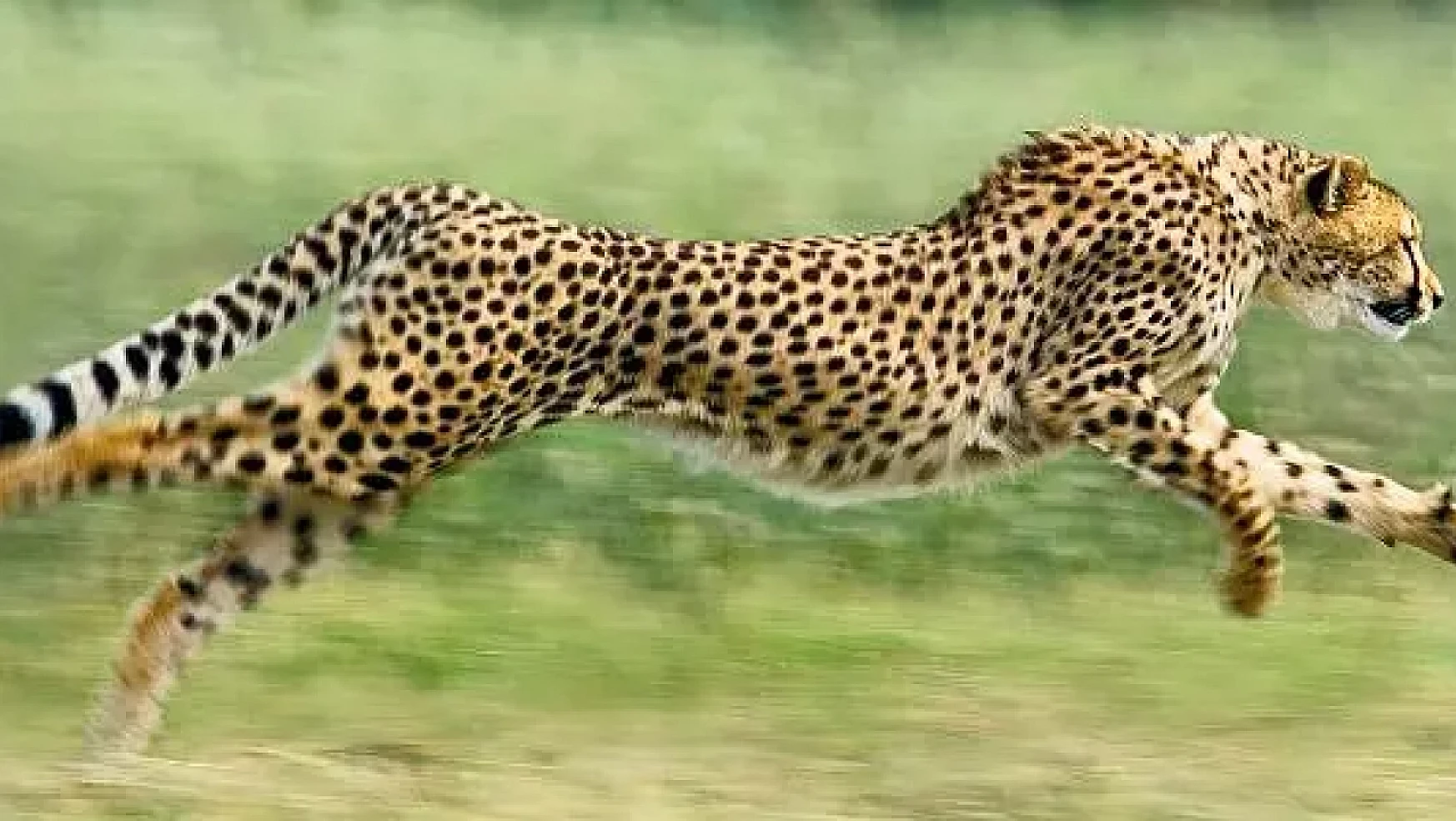 Çitaların inanılmaz hızı: Doğanın en hızlı kara hayvanı nasıl koşar?