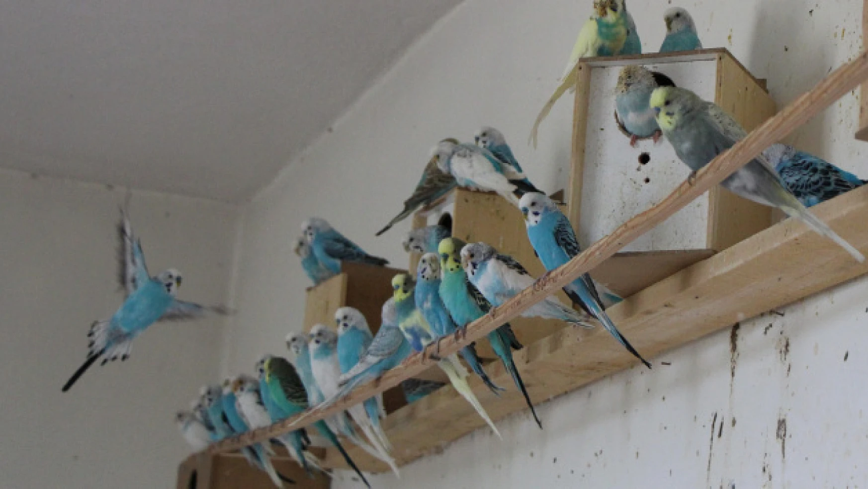 Depremi önceden hisseden kuşlara yoğun talep
