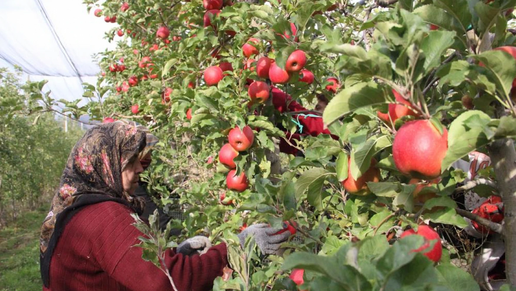 Elma üreticileri ürünlerinin büyükşehirde 4 katı fiyatına satılmasına tepki gösterdi