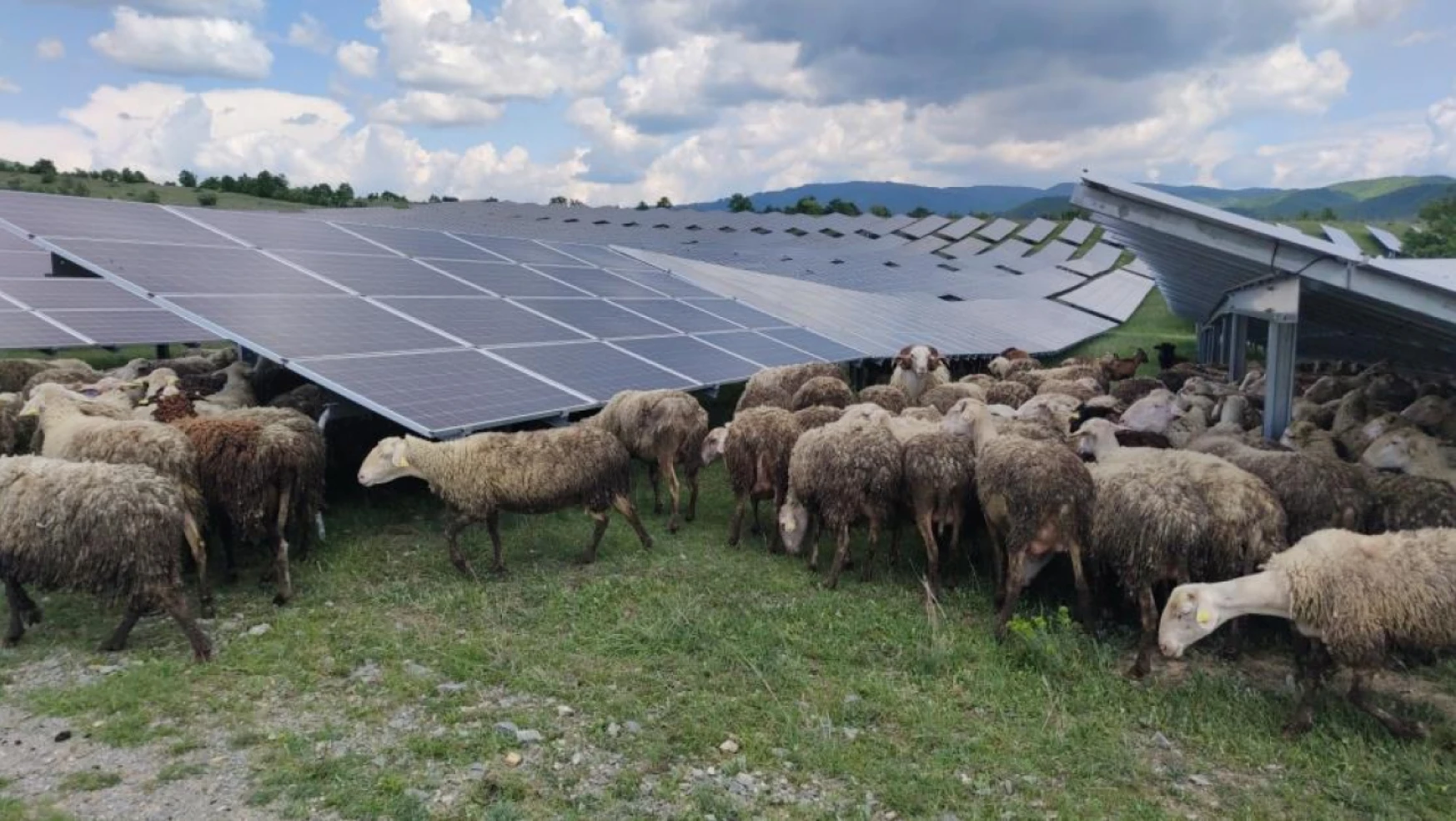 Güneş enerjisi panellerinin temizleyicisi: Koyun ve keçiler