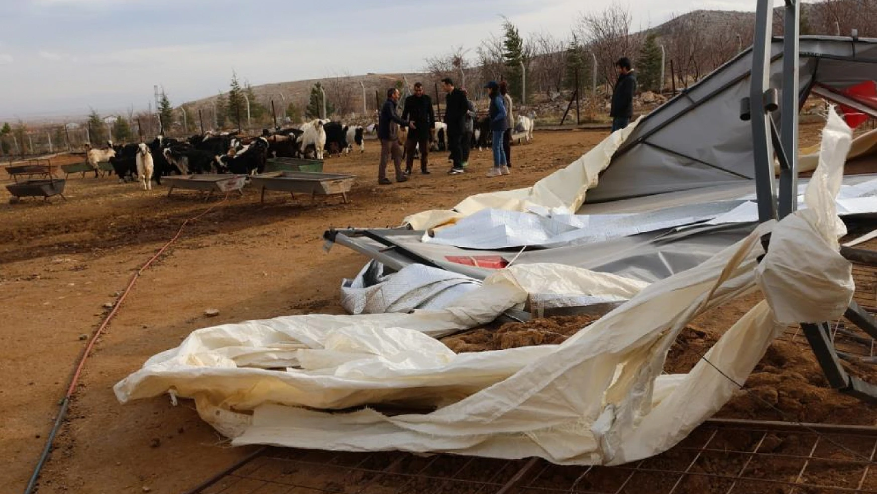 Karaman'da hayvan çadırları şiddetli rüzgardan yıkıldı!