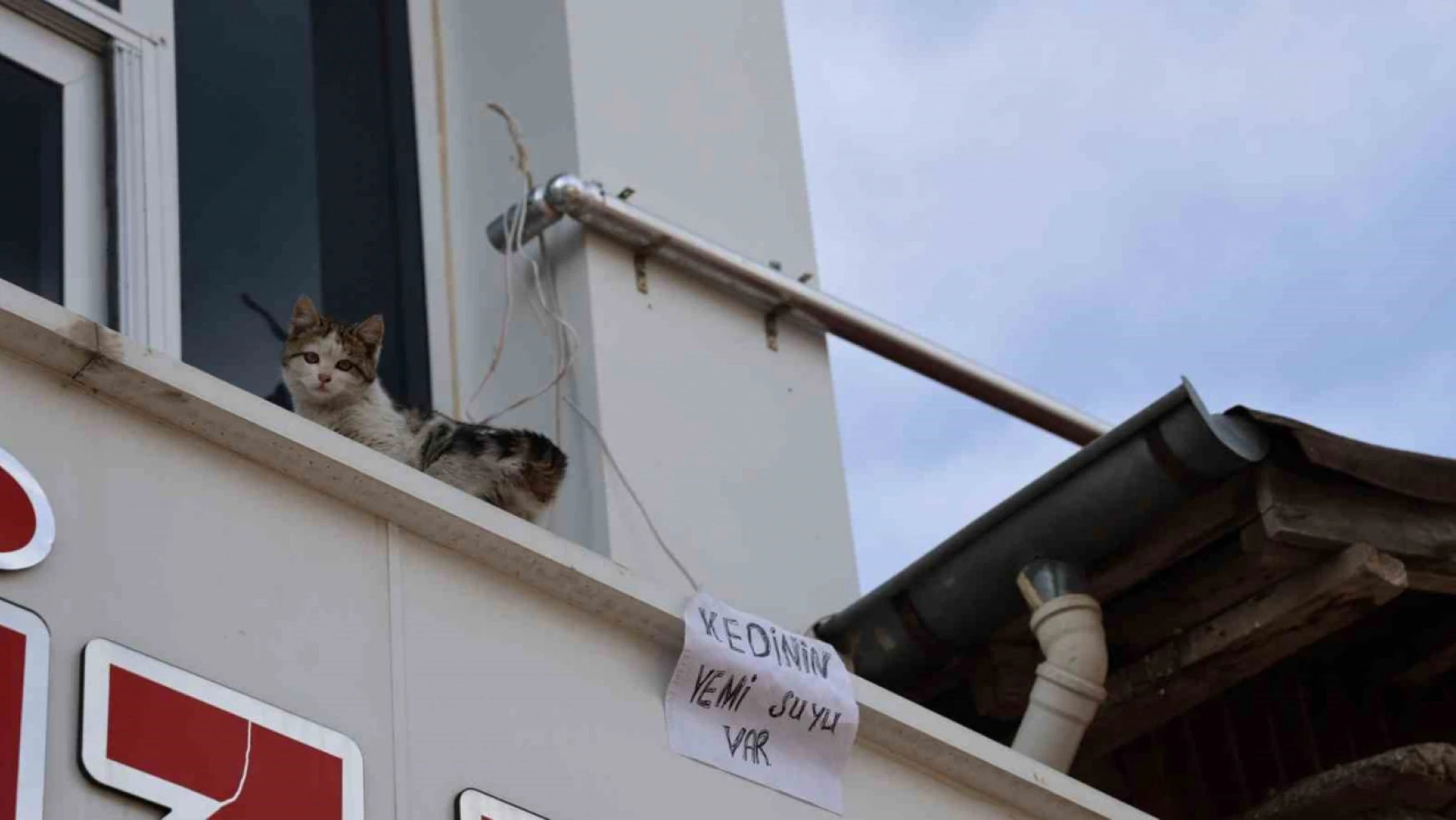 Kedi için balkonuna ekmek atanları şu yazıyla uyardı!
