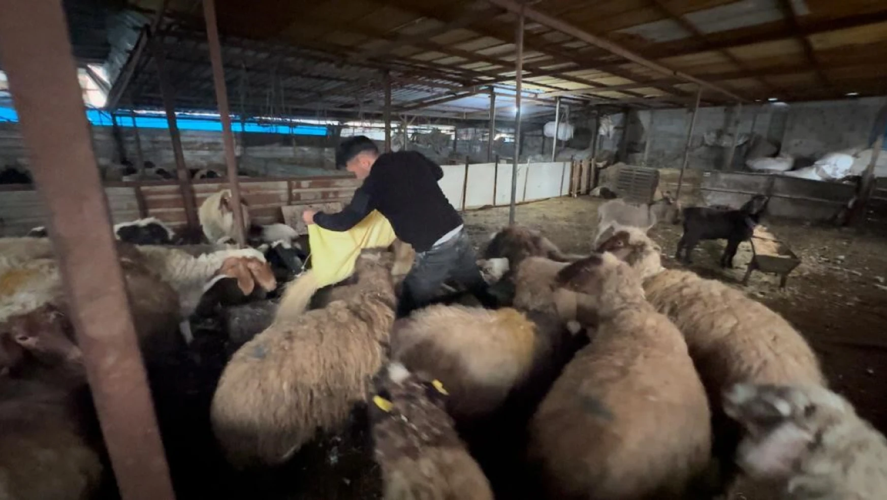 Konya Belediyesinden Hatay'da ki hayvancılara destek