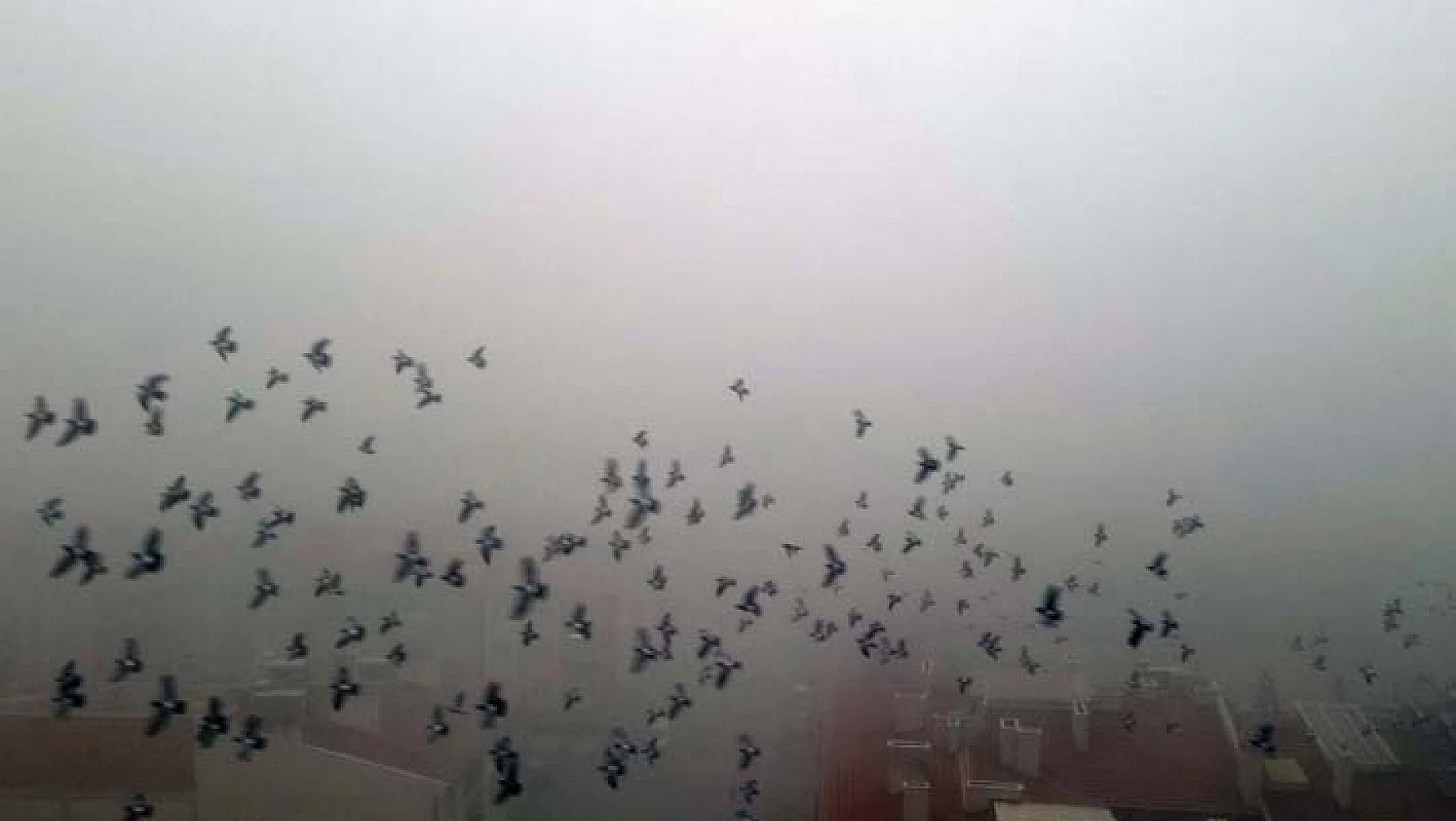 Cihanbeyli'de yoğun sis etkili oluyor