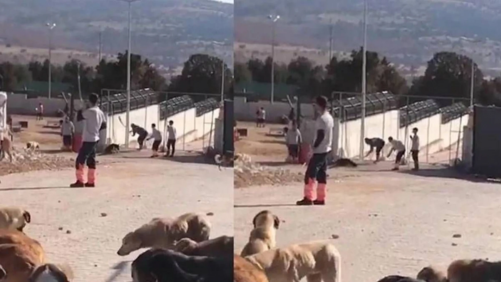 Konya'da barınakta köpeğe eziyet ederek öldüren sanıkların cezası belli oldu