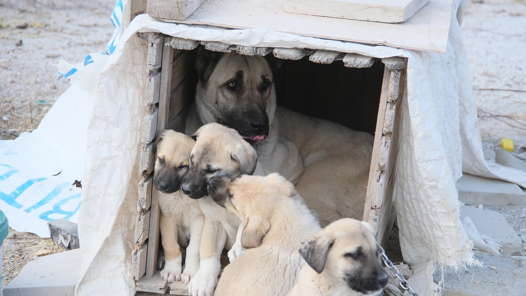 Konya'da gençlerden örnek davranış! Sokak köpeği ve 8 yavrusuna sahip çıktılar!