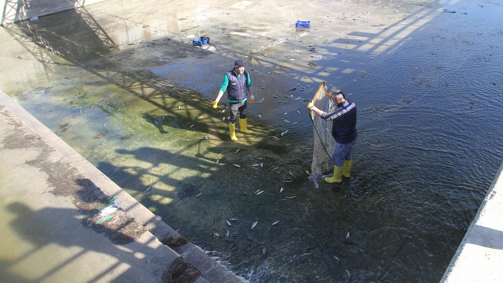 Konya'daki Beyşehir Gölü'nden kanala akan balıklar, görevlilerce toplanıp tekrar sulara salındı!