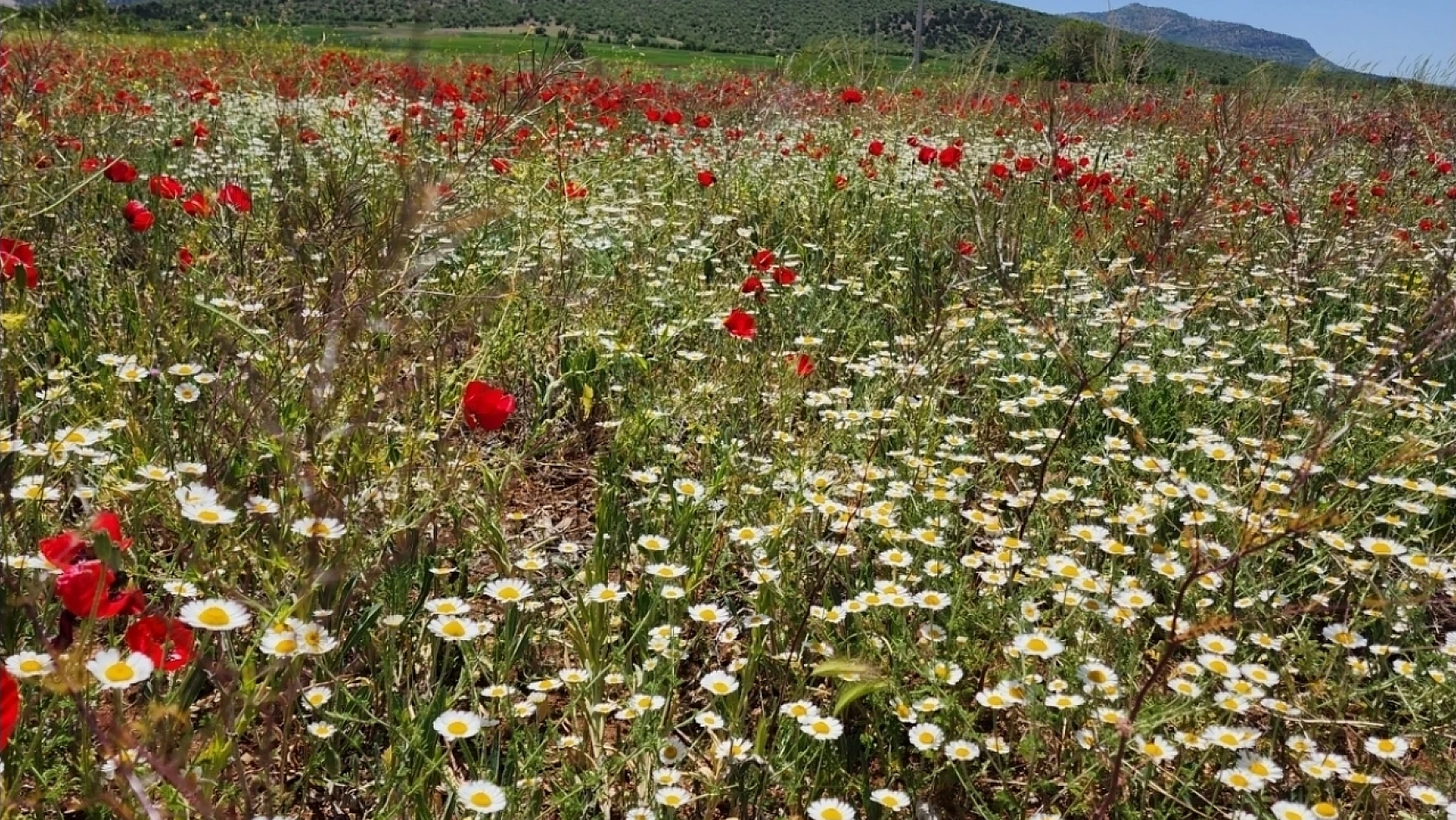 Konya'daki bu ilçe gelincik tarlaları ve kır çiçekleri ile görenleri mest ediyor
