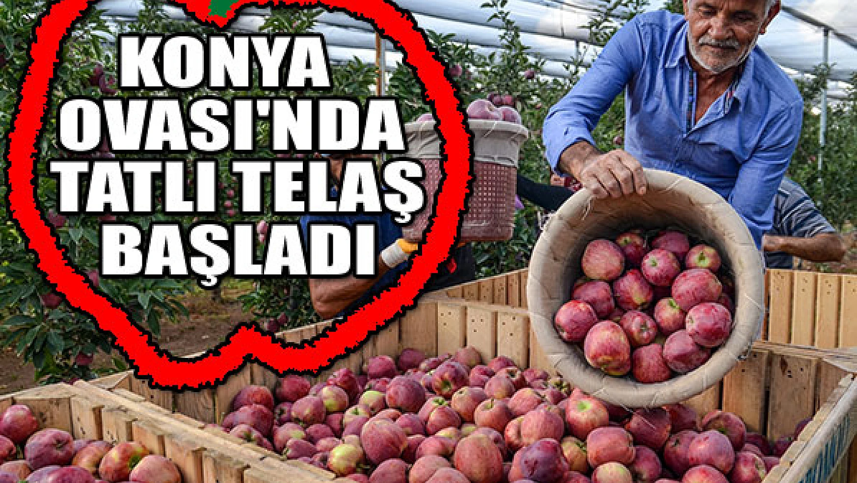 Konya Ovası'nda en kaliteli elma hasadı telaşı başladı