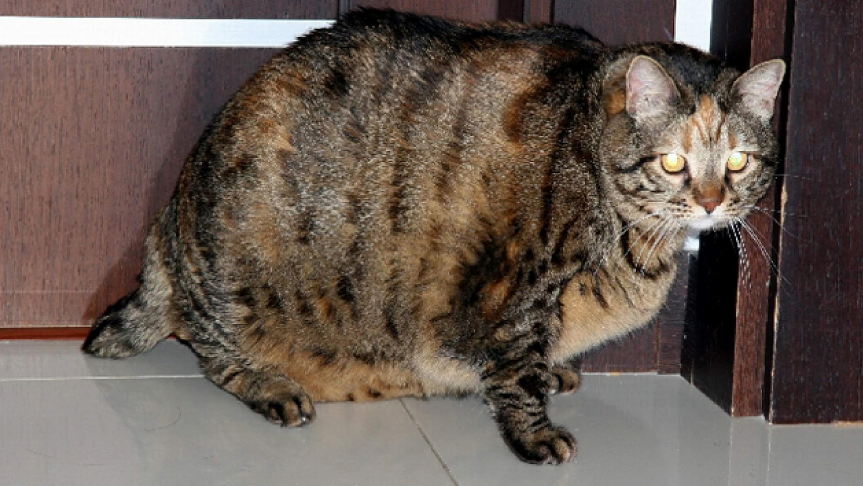 Konyalı veteriner 16 kilogram olan kediye diyet programı uyguluyor