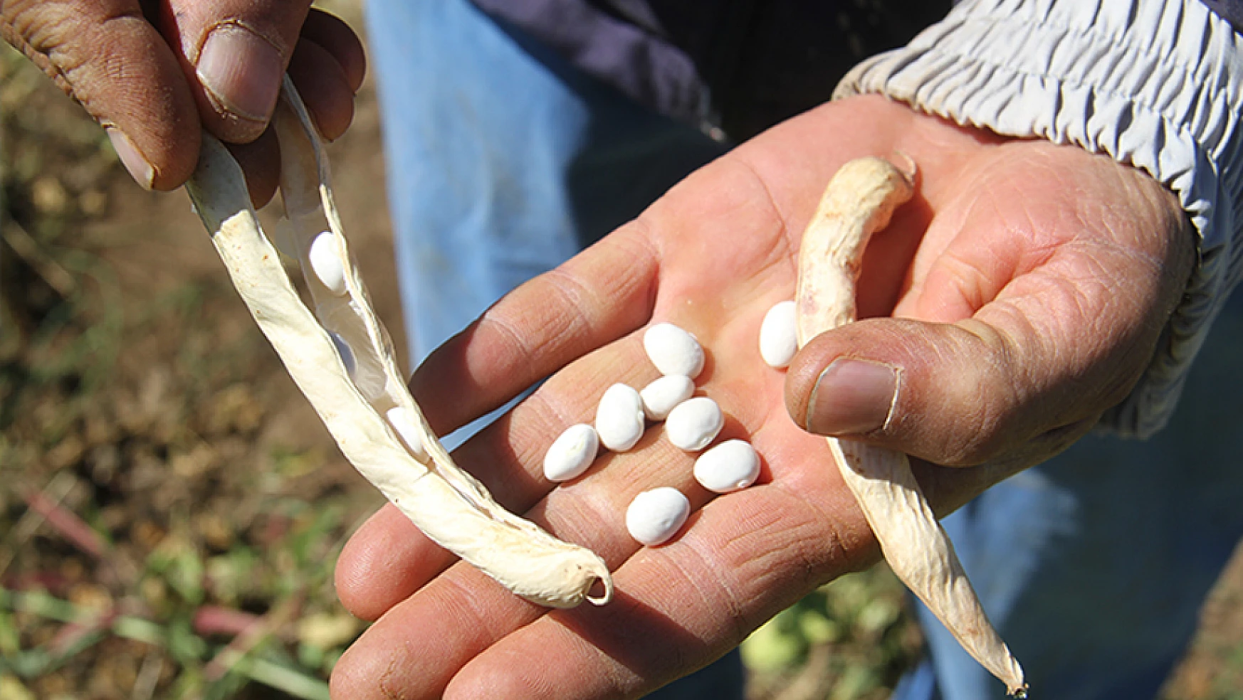 Konya'nın ata tohumuyla üretilen tescilli fasulyesi Avrupa sofralarında