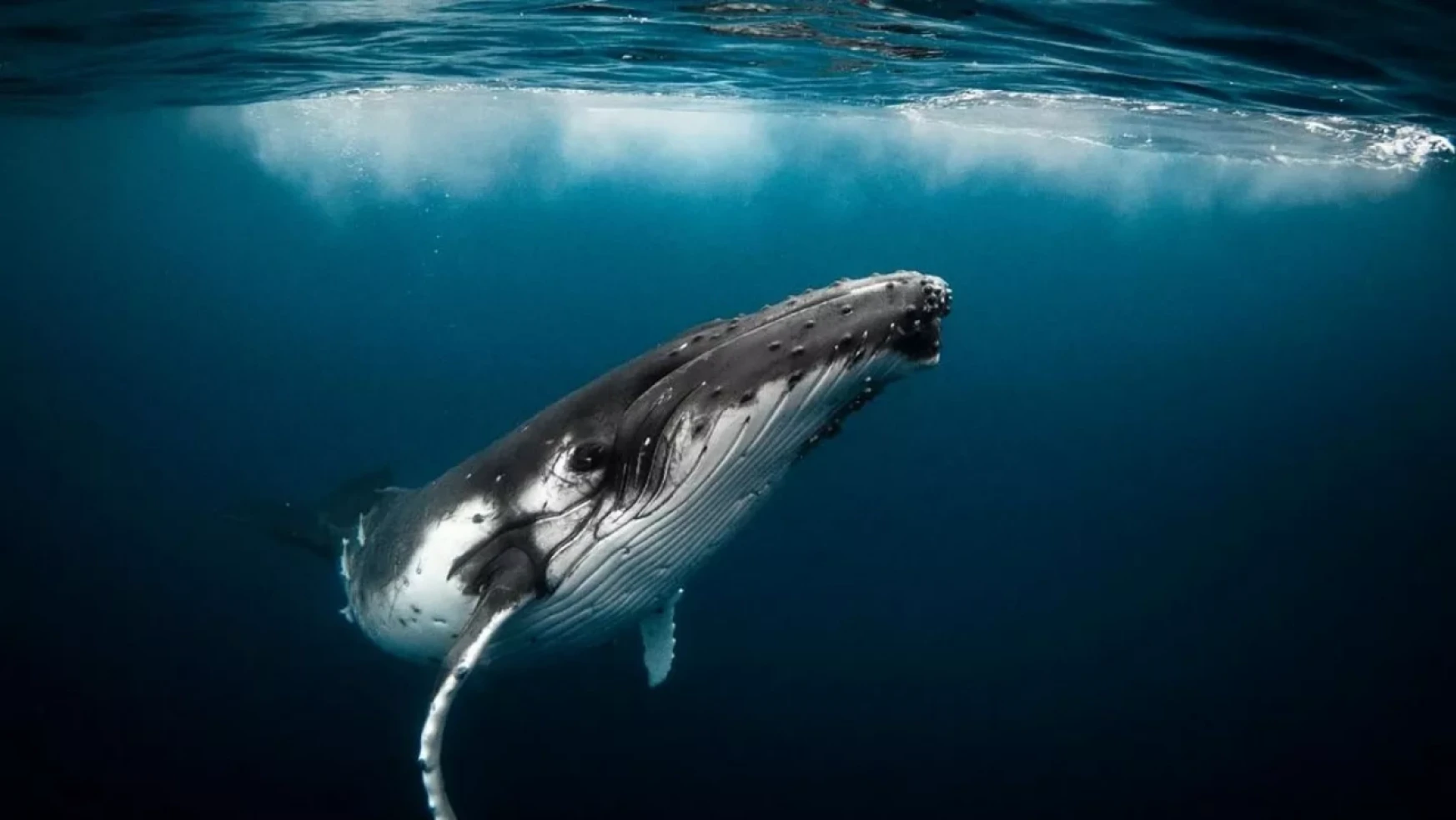 Mavi balinaların kalbi: Okyanusların nazik devlerinin sırları