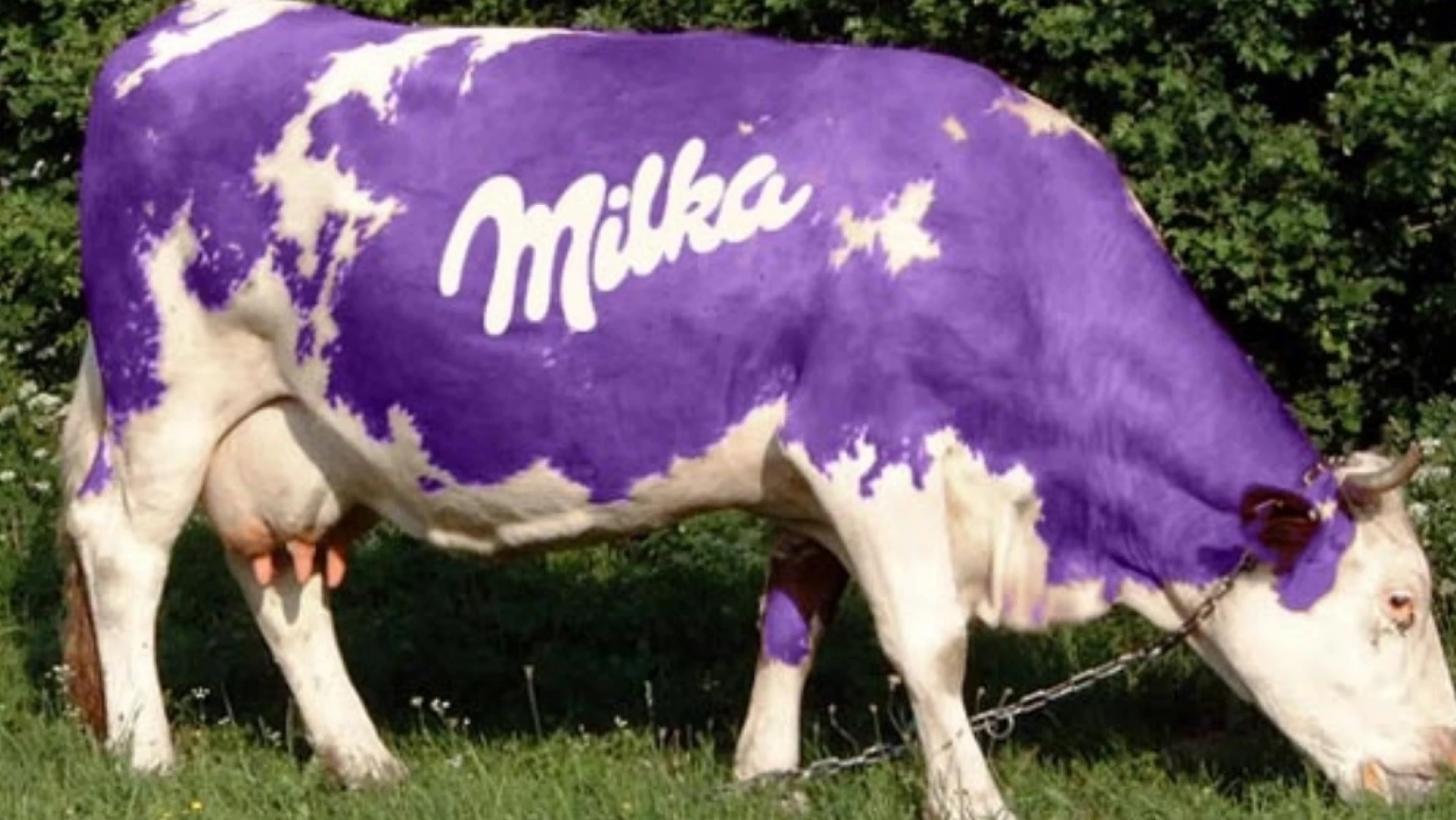 MİLKA BOYKOT MU? Mor inekler boykot radarında: Milka hangi ülkenin?