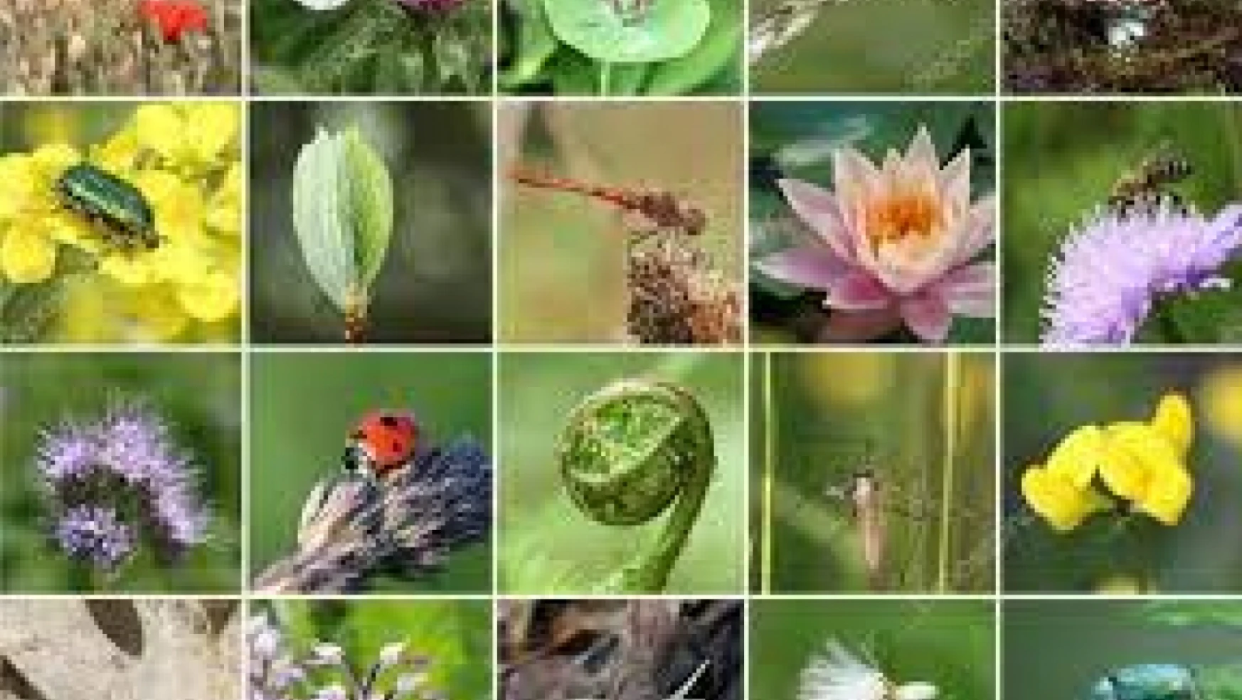 Nesli tükenmekte olan bitkiler: Doğanın unutulan mirası