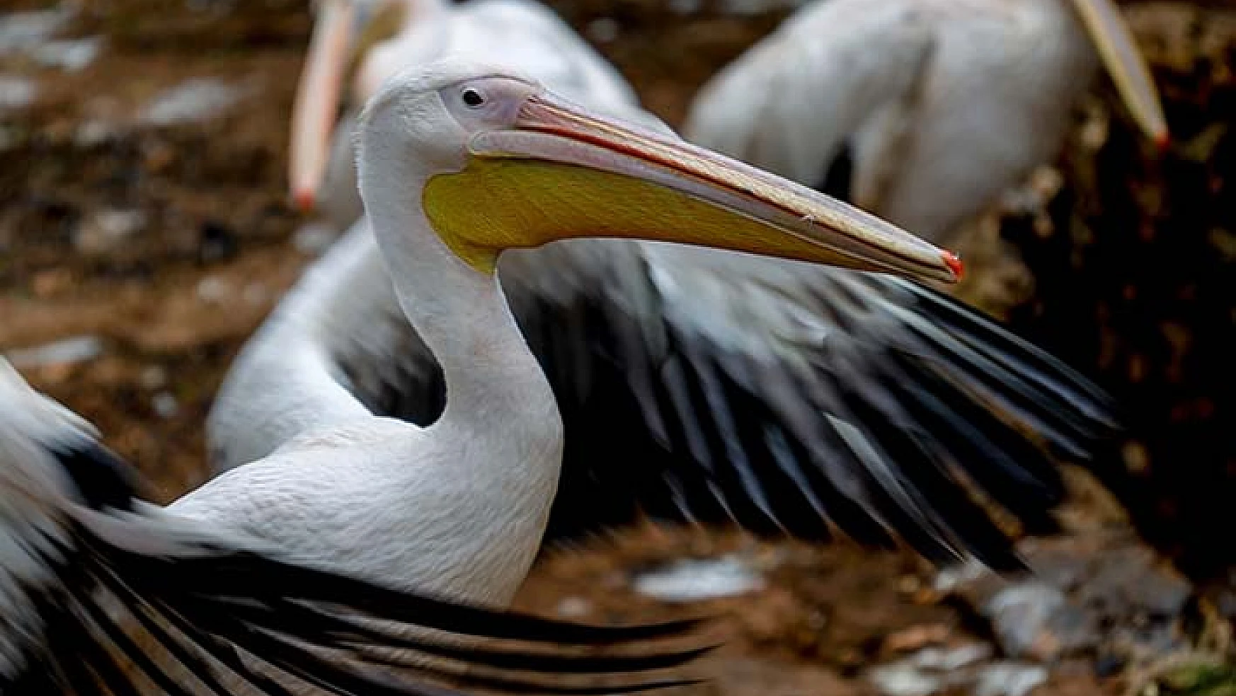 Peru'da kasımda kuş gribi nedeniyle en az 13 bin pelikan öldü