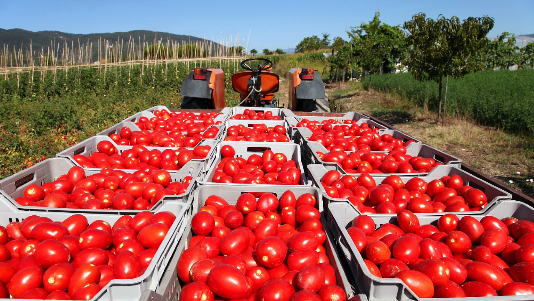 Rusya'ya domates ihracatında kota yükseltildi