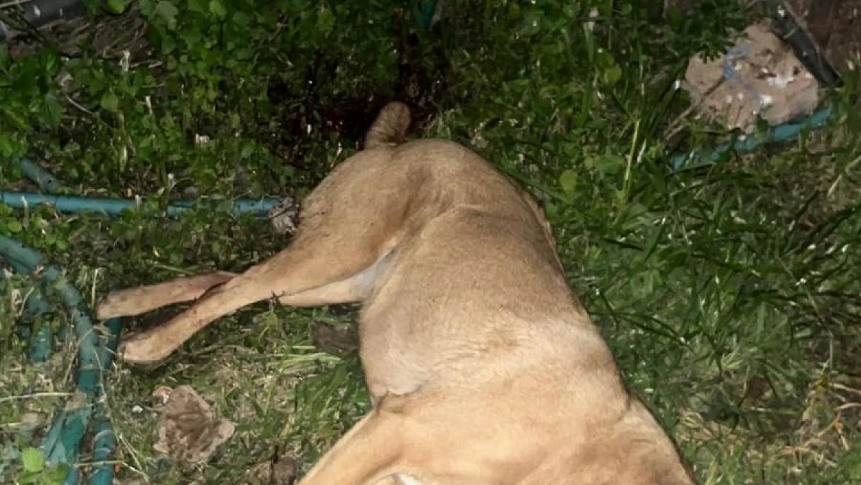 Sokak hayvanlarına zehirli yiyecek verildi:  1'i sahipli 4 köpek ile 3 kedi öldü