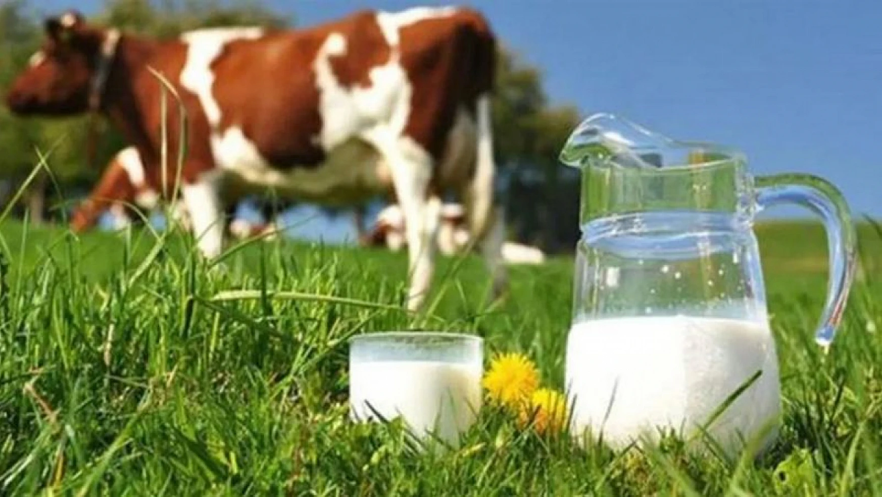 Toplanan inek sütü miktarı 2023'de arttı