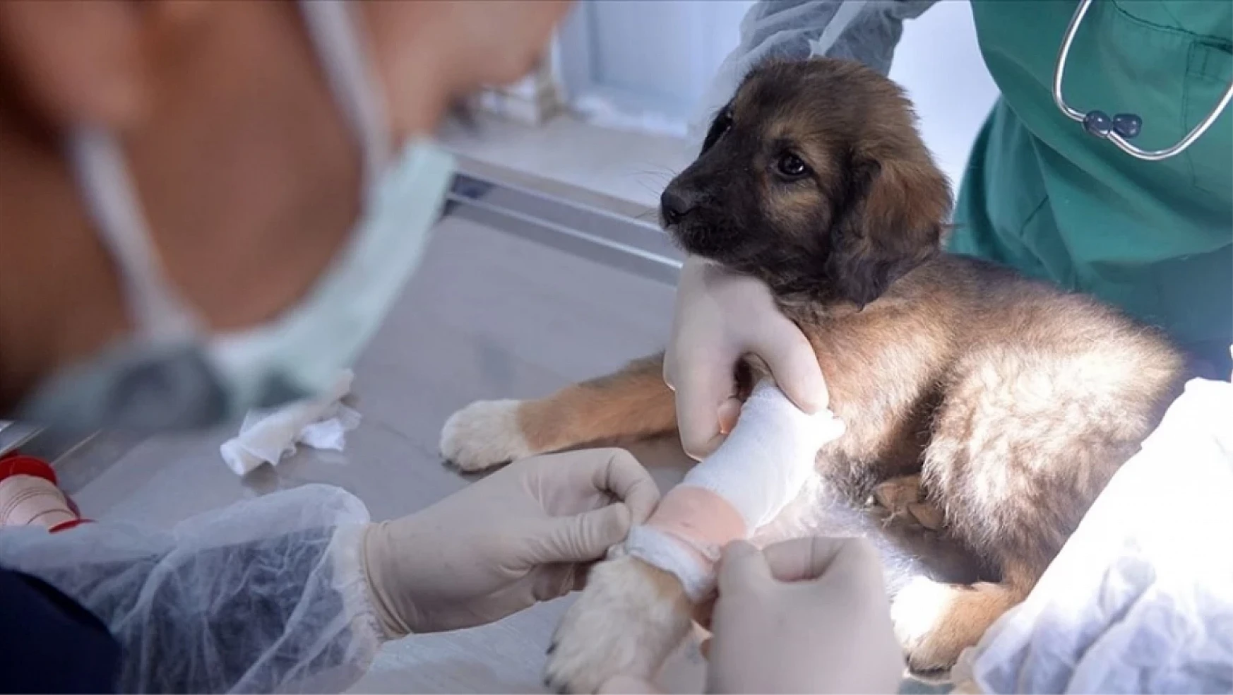 Veteriner hekimlerden uyarı: yaralı hayvanlar hastanede tedavi edilmemeli