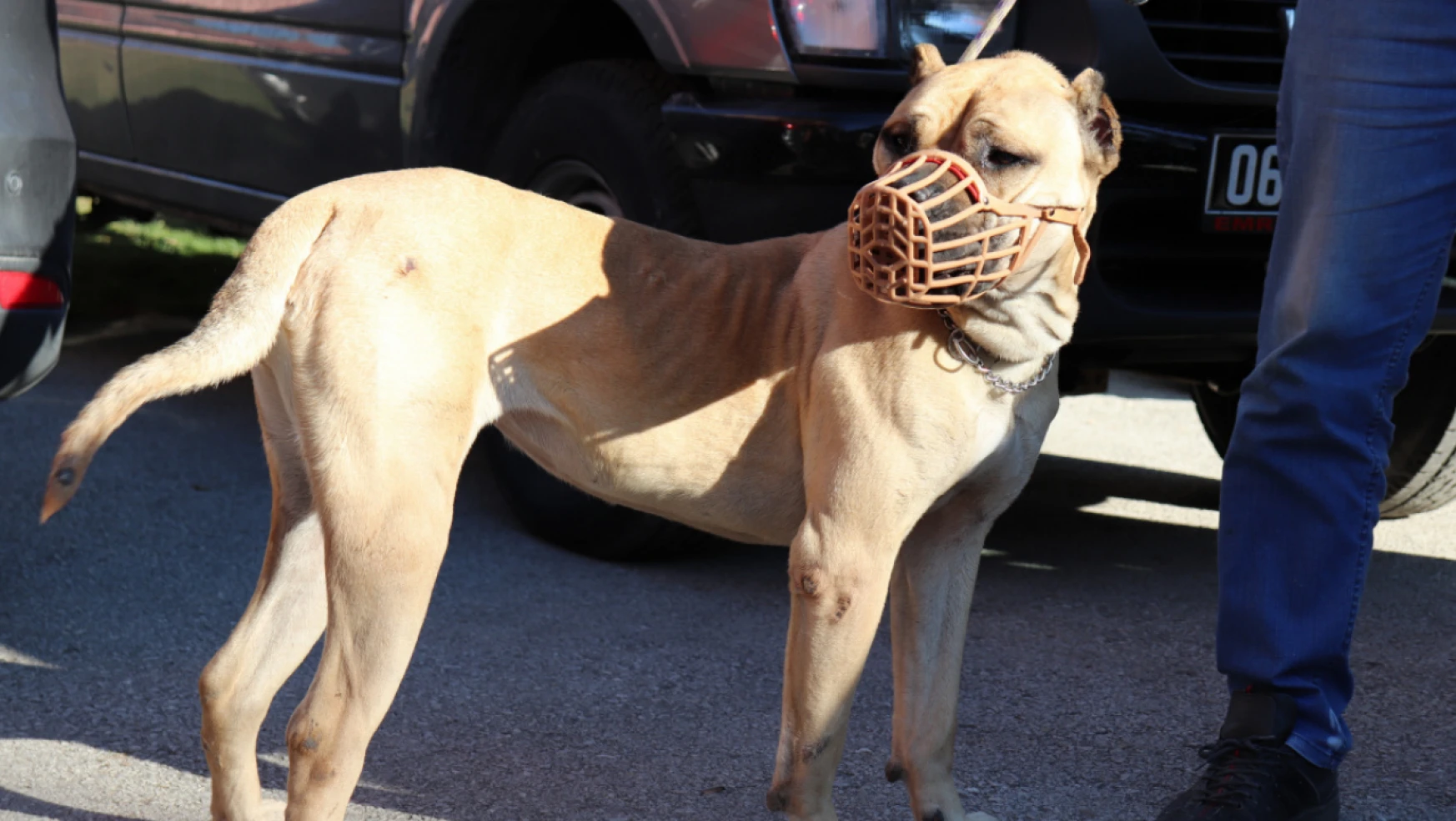 Konya'da yasaklı ırk köpek besleyen kişiye 66 bin 798 lira ceza
