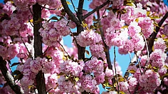 Kyoto Japon Parkı'nda Sakuralar'lar çiçek açtı
